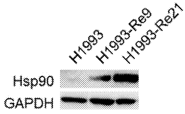 Biomarker hsp90 for predicting effect of a c-met inhibitor