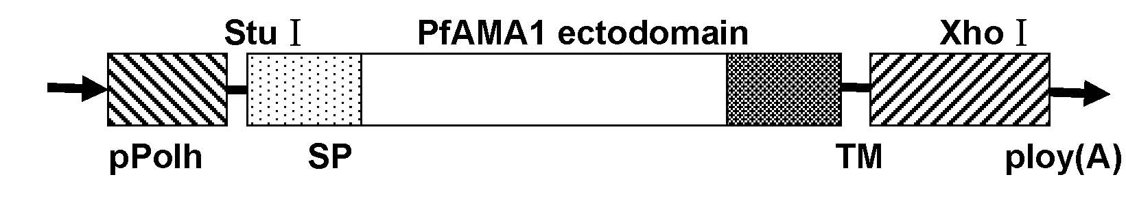 Malignant malaria vaccine and preparation method thereof