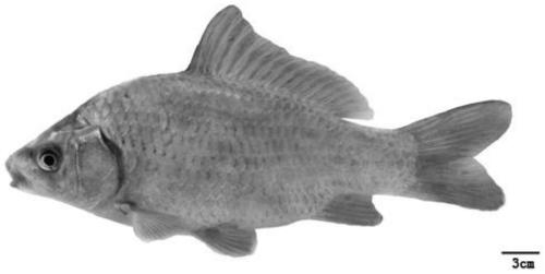 The method for the selection and breeding of tetraploid golden crown fish and the establishment method and application of its strain