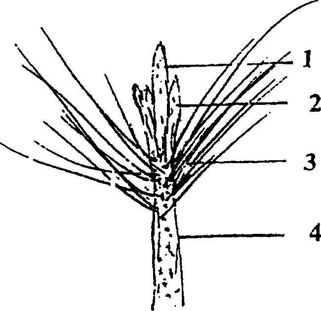 Pine genus tree pruning method