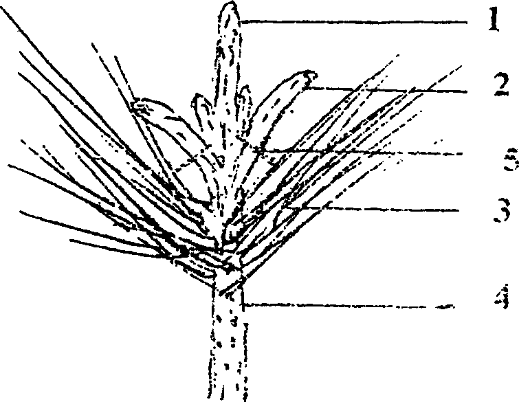 Pine genus tree pruning method