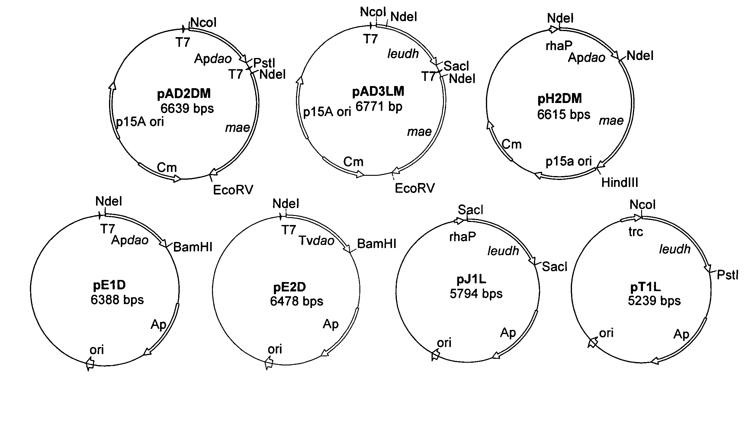 Method for the preparation of L-amino acids from D-amino acids