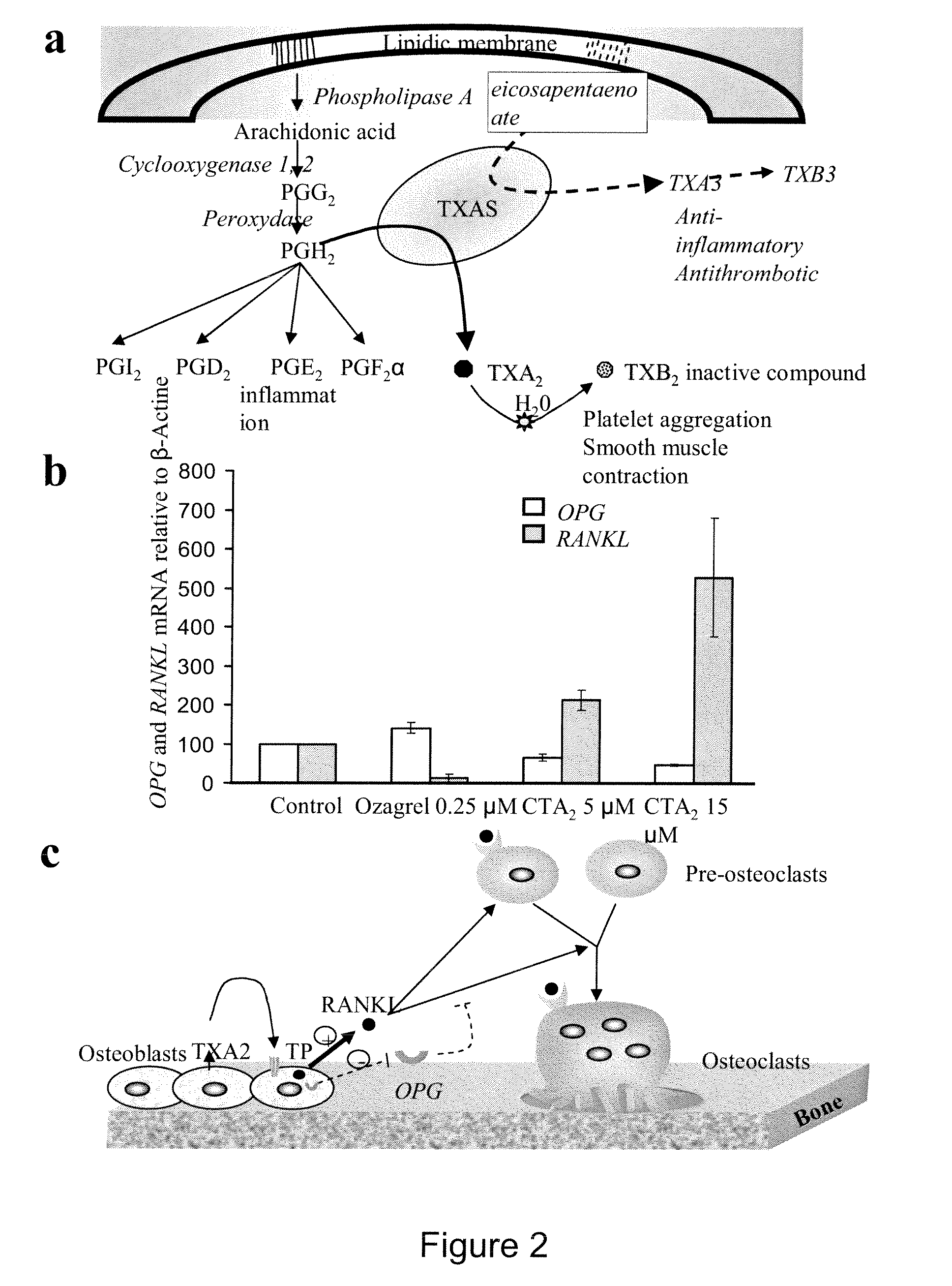 Methods for the Treatment and Diagnosis of Bone Mineral Density Related Diseases