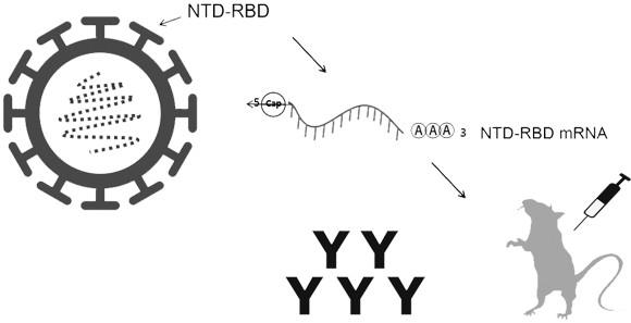Novel coronavirus trimer recombinant protein, DNA, mRNA, application and mRNA vaccine