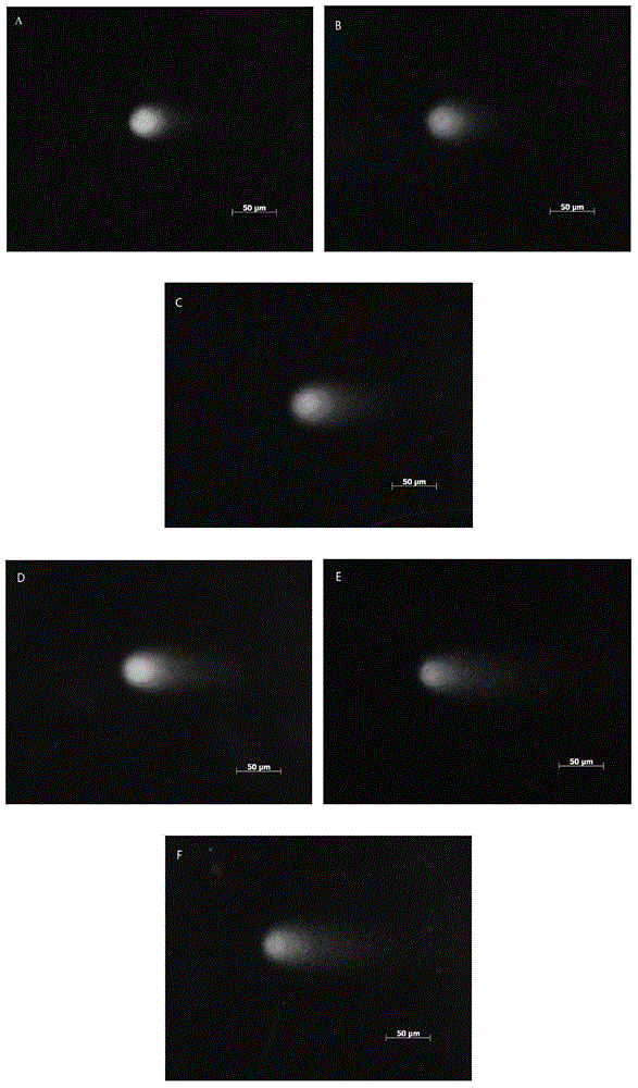 A method for evaluating the genotoxicity of polycyclic aromatic hydrocarbons using plant comet experiment