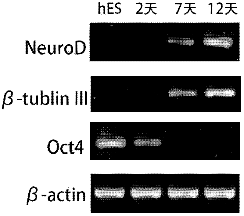 Method for differentiating human embryonic stem cell into nerve cells