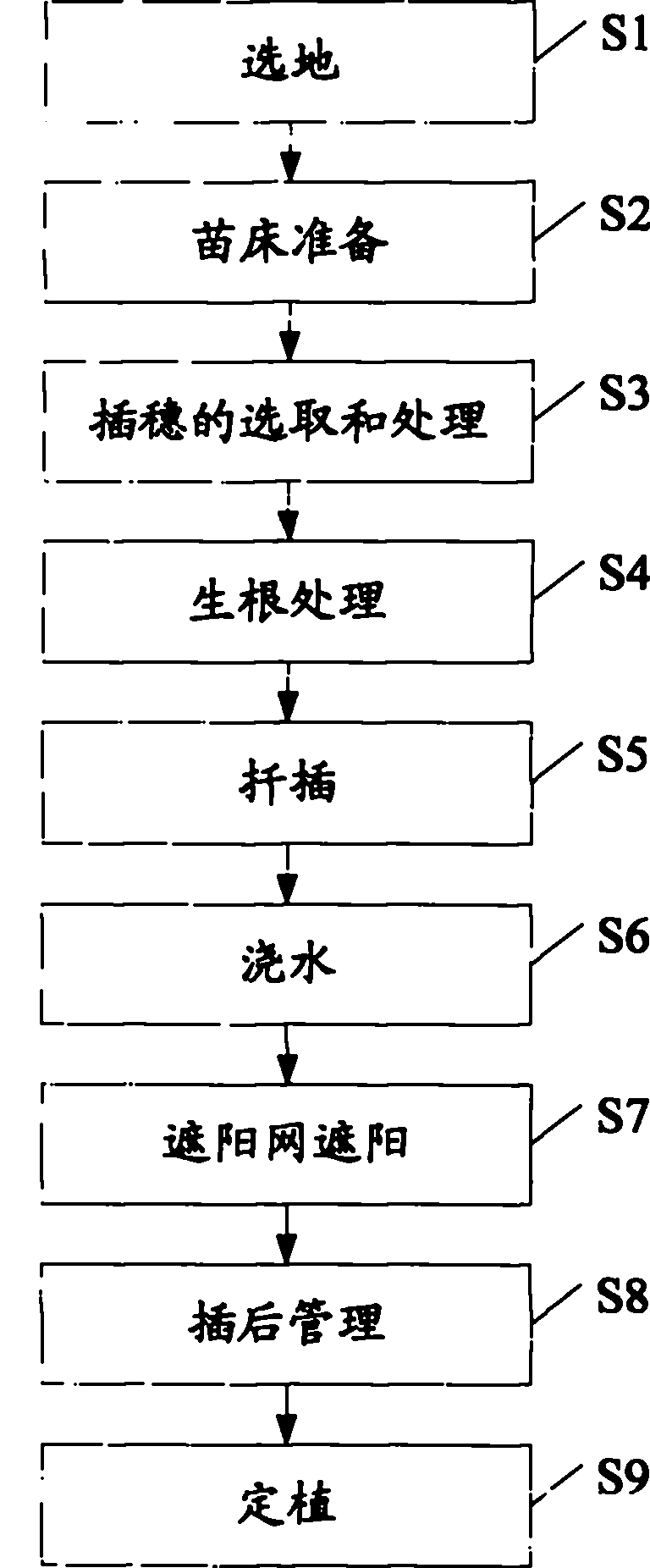 Sabina procumbens cuttage propagation method