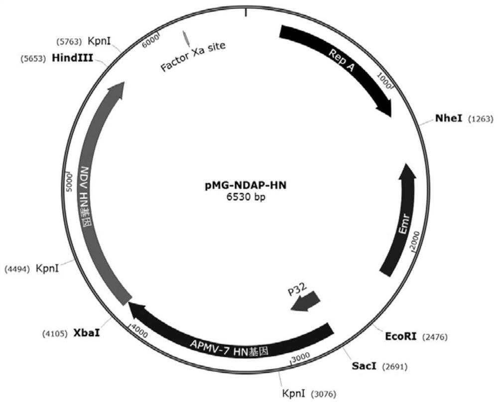 Fusion protein of avian paramyxovirus, its preparation method, application and apmv vaccine for pigeons