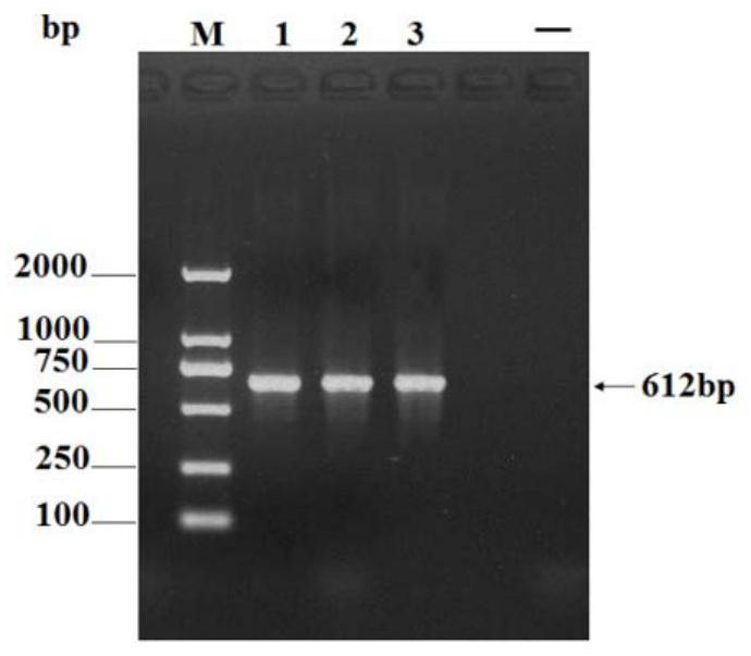 Fusion protein of avian paramyxovirus, its preparation method, application and apmv vaccine for pigeons