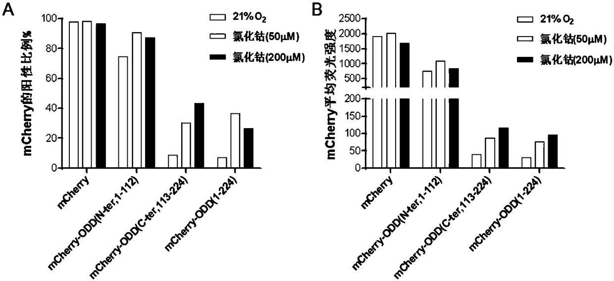 Hypoxia-inducible chimeric antigen receptor capable of achieving specific activation of tumor microenvironment