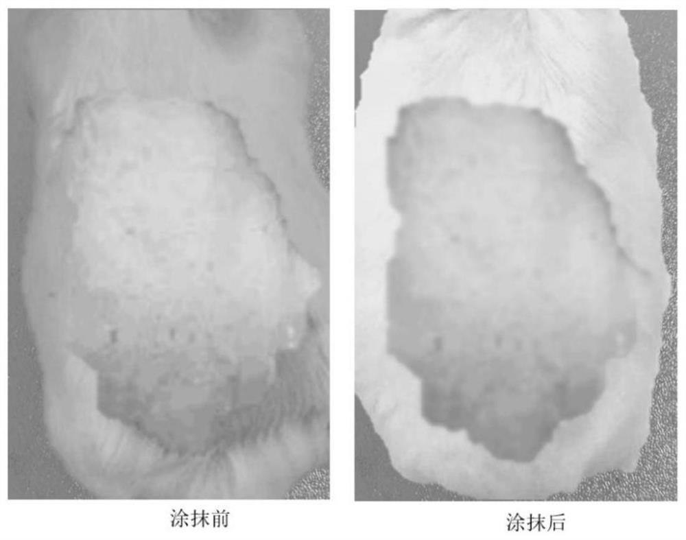 A kind of active antibacterial dressing based on Dictyophora egg extract