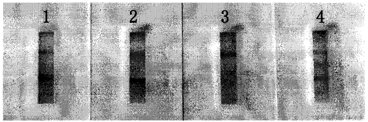 Preparation and application of miniature high-efficiency clenbuterol immuno-affinity chromatography column