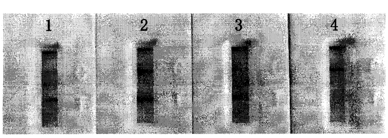 Preparation and application of miniature high-efficiency clenbuterol immuno-affinity chromatography column