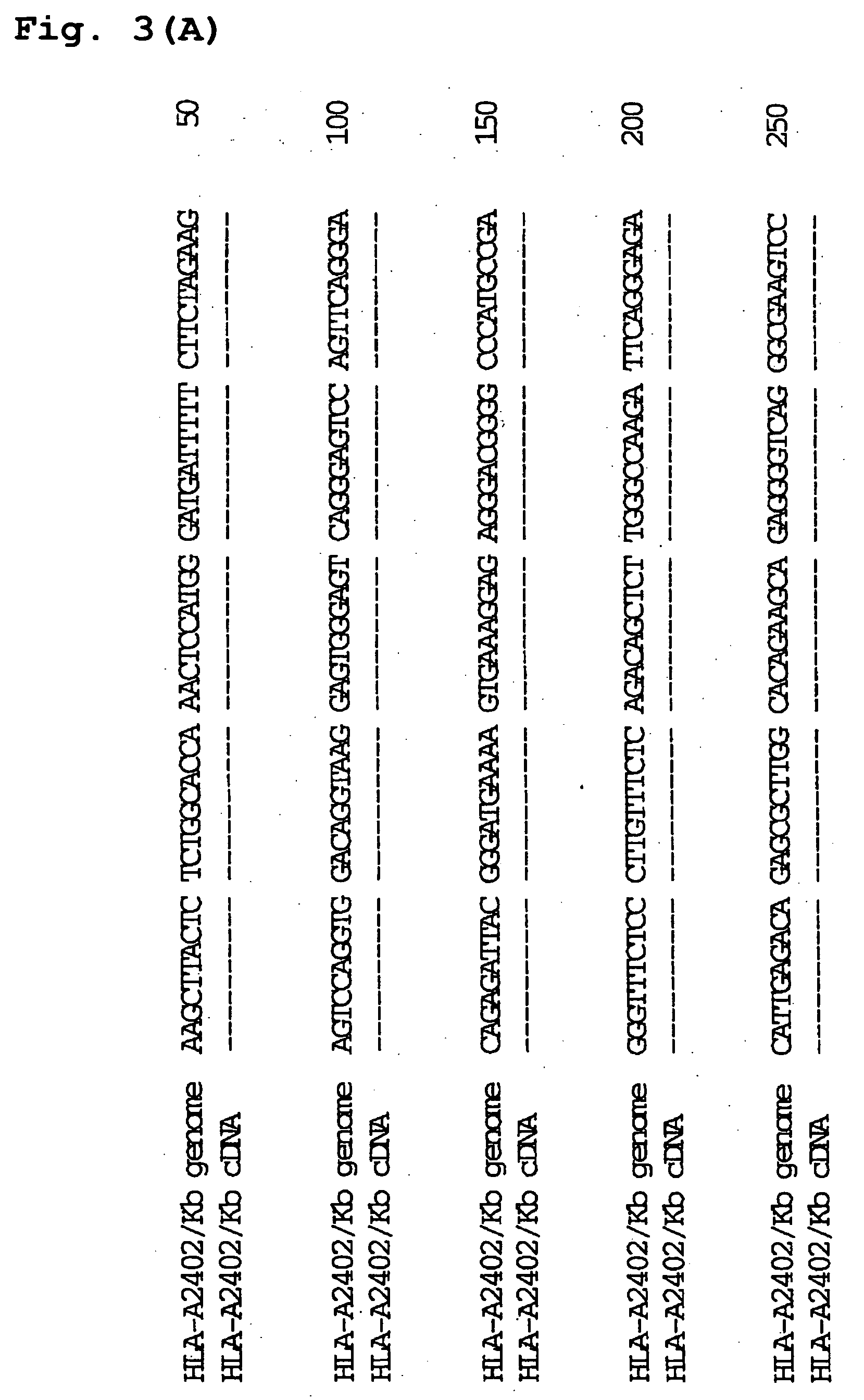 Transgenic animal expressing hla-a24 and utilization thereof