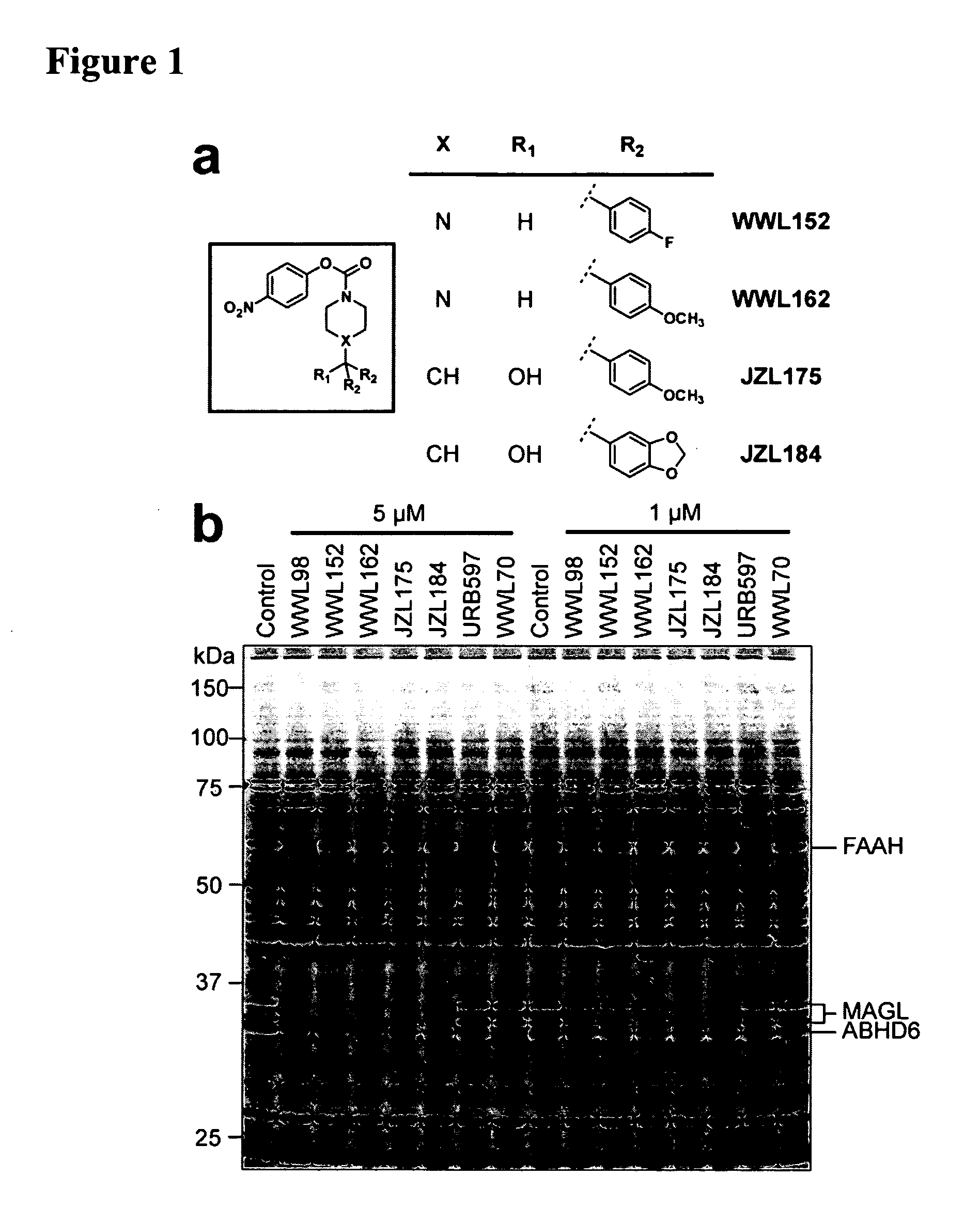 Methods and compositions related to targeting monoacylglycerol lipase