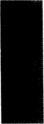 Antigen epitope and mutant of lyase in gamma bacteriophage of anthrax bacillus, and application