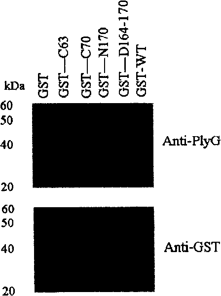 Antigen epitope and mutant of lyase in gamma bacteriophage of anthrax bacillus, and application