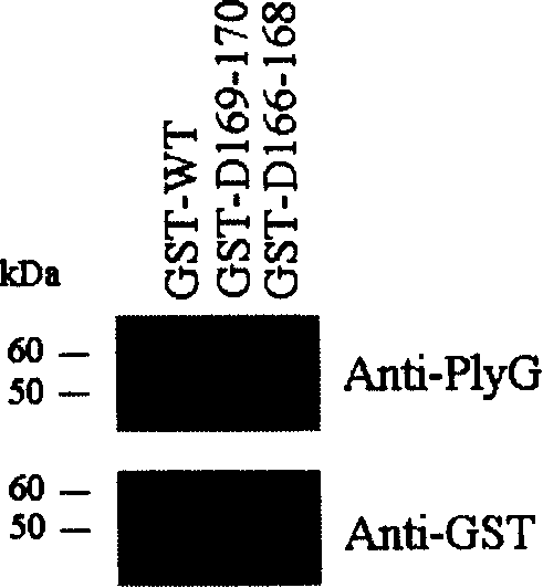 Antigen epitope and mutant of lyase in gamma bacteriophage of anthrax bacillus, and application