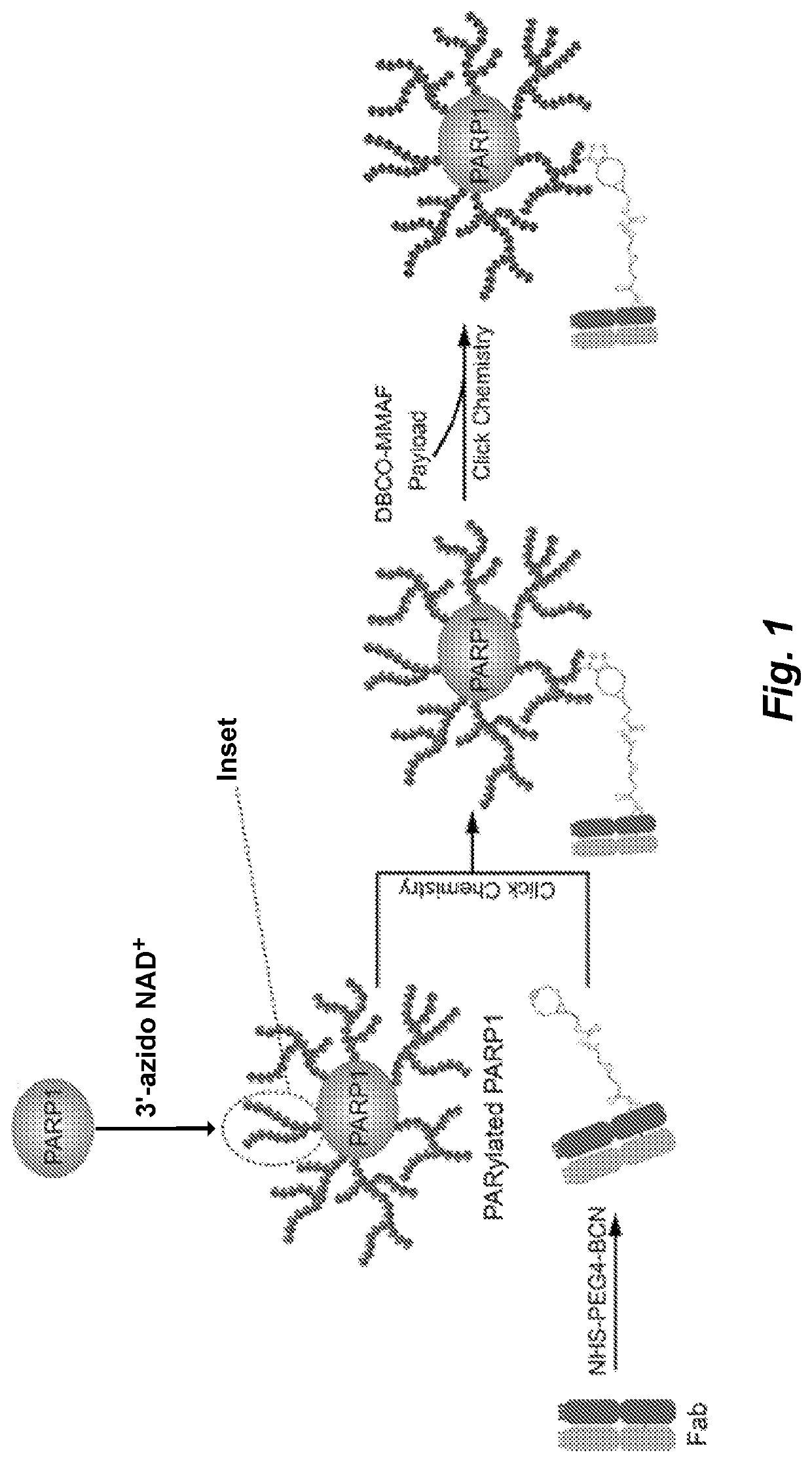 Functionalized poly-ADP-ribose polymers for drug delivery