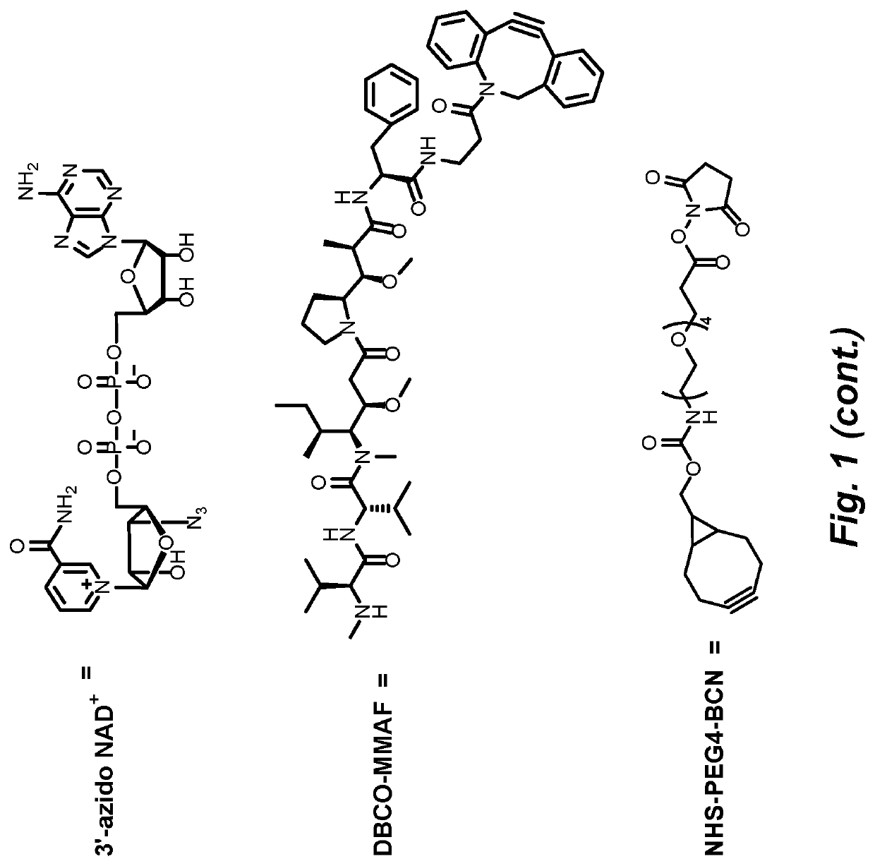 Functionalized poly-ADP-ribose polymers for drug delivery