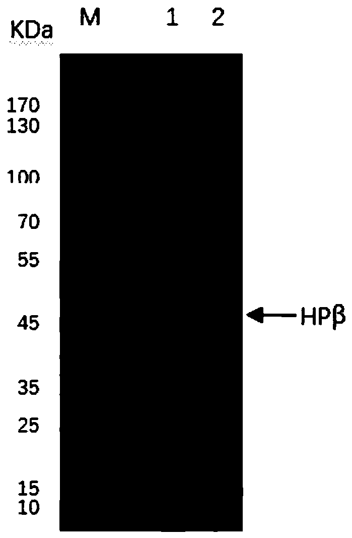 Expression and purification method of recombinant human haptoglobin beta subunit protein