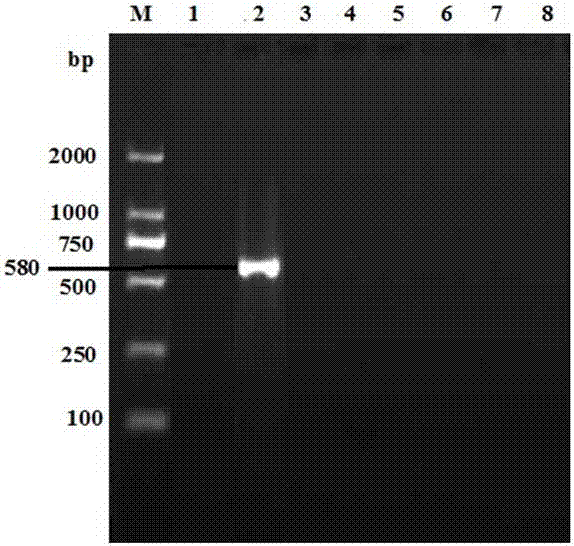 Dual PCR detection probe and kit for duck adenovirus 2 and duck adenovirus A