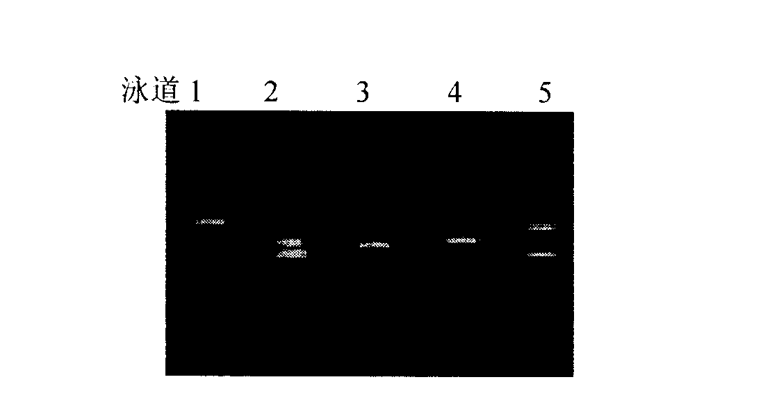 Method for rapid diagnosis of down syndrome