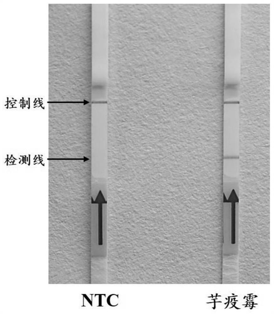 LFD-RPA primer and probe combination for visually detecting phytophthora colocasia and detection method thereof