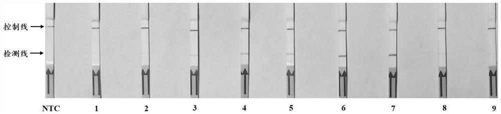 LFD-RPA primer and probe combination for visually detecting phytophthora colocasia and detection method thereof