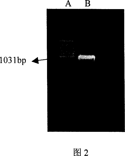 Artificial antigen submit cell and preparation method thereof