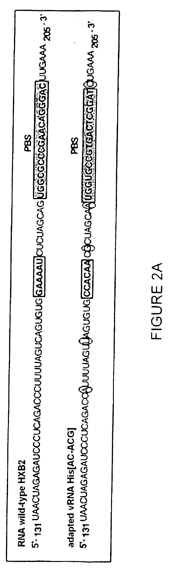 Method of screening compounds which inhibit the initiation of the retrotranscription of the rna of virus hiv-1 and means for implementing same