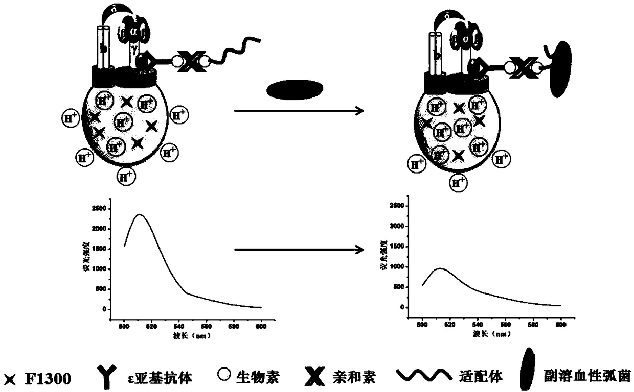 Method for detecting Vibrio parahemolyticus based on aptamer identification-molecular motor biosensing