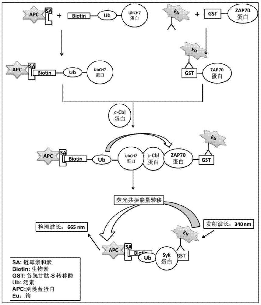 High-throughput screening system and screening method for c-cbl protein ubiquitination inhibitors