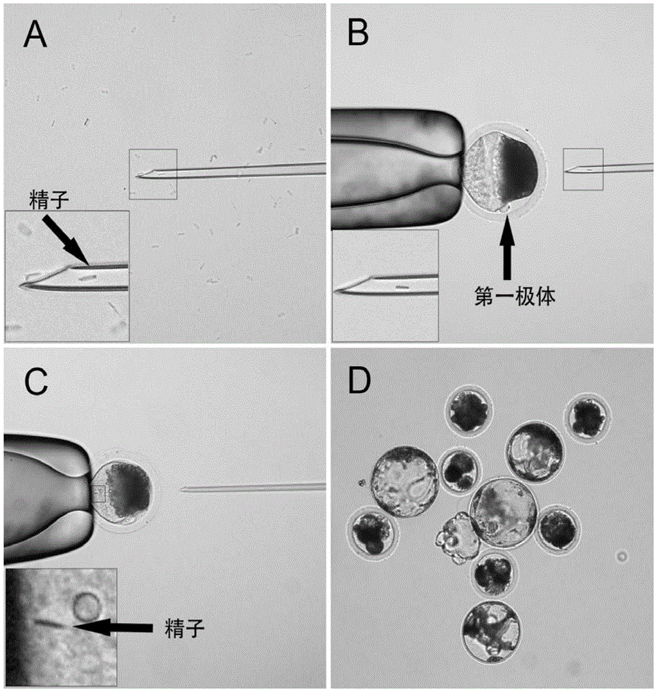 Method for carrying out ICSI (intracytoplasmic sperm injection) on pig