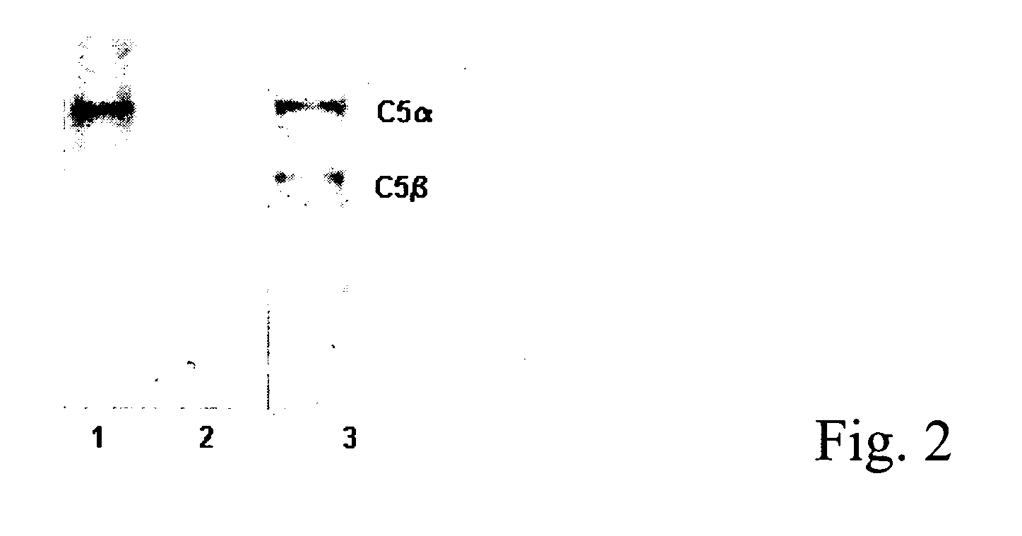 Antibodies anti-c5 component of the complement system and their use