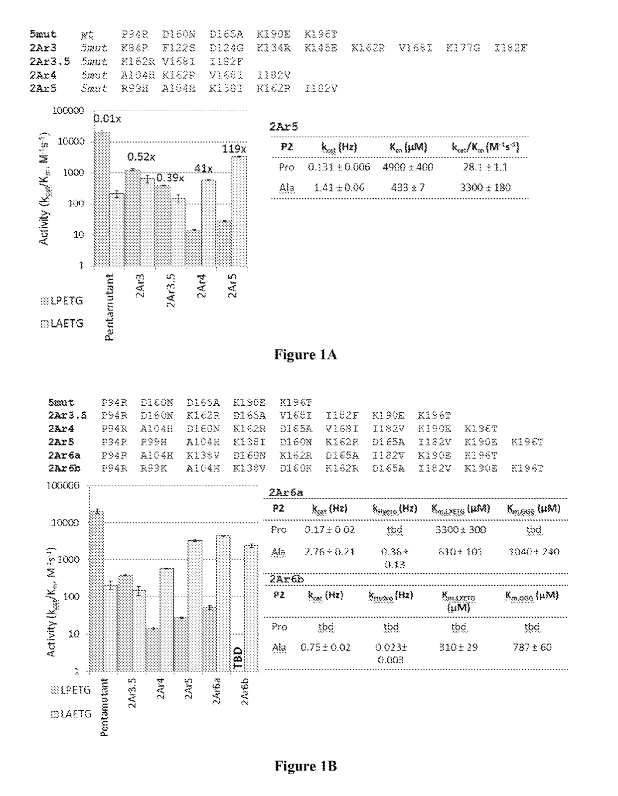 Evolved sortases and uses thereof