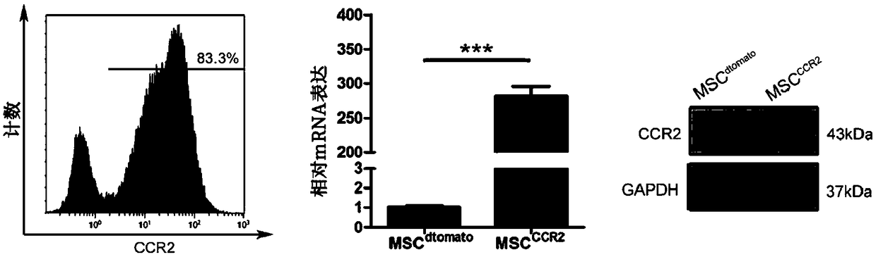 Mesenchymal stem cells overexpressing CCR2 for treating acute ischemic stroke and preparation method thereof