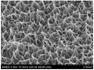 Bioactive coating on the surface of a porous metal material and its preparation method