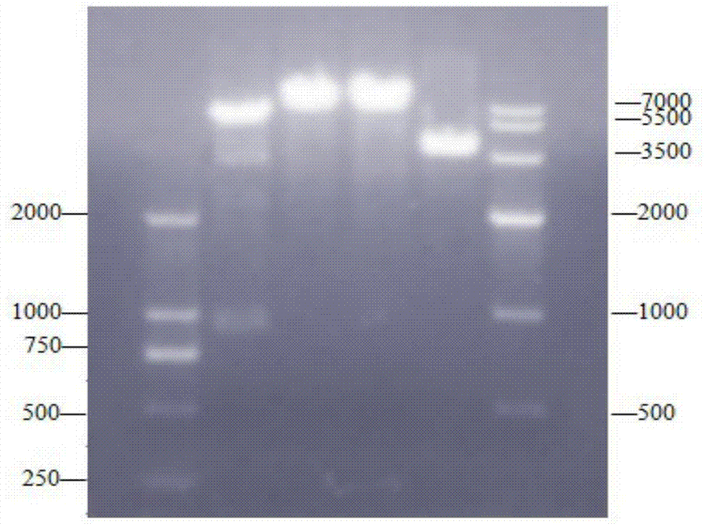 Grass carp haemorrhagic virus resisting engineered protein TAT (Trans-activating Transcriptional Activator)-VP7-TAT as well as preparation method and application thereof