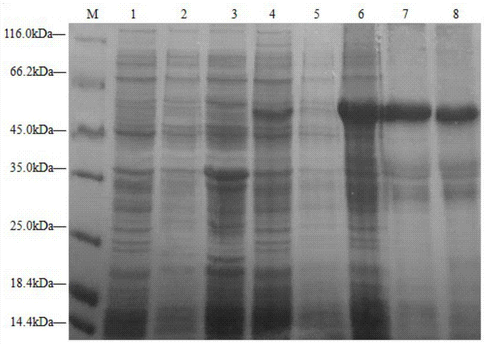 Grass carp haemorrhagic virus resisting engineered protein TAT (Trans-activating Transcriptional Activator)-VP7-TAT as well as preparation method and application thereof