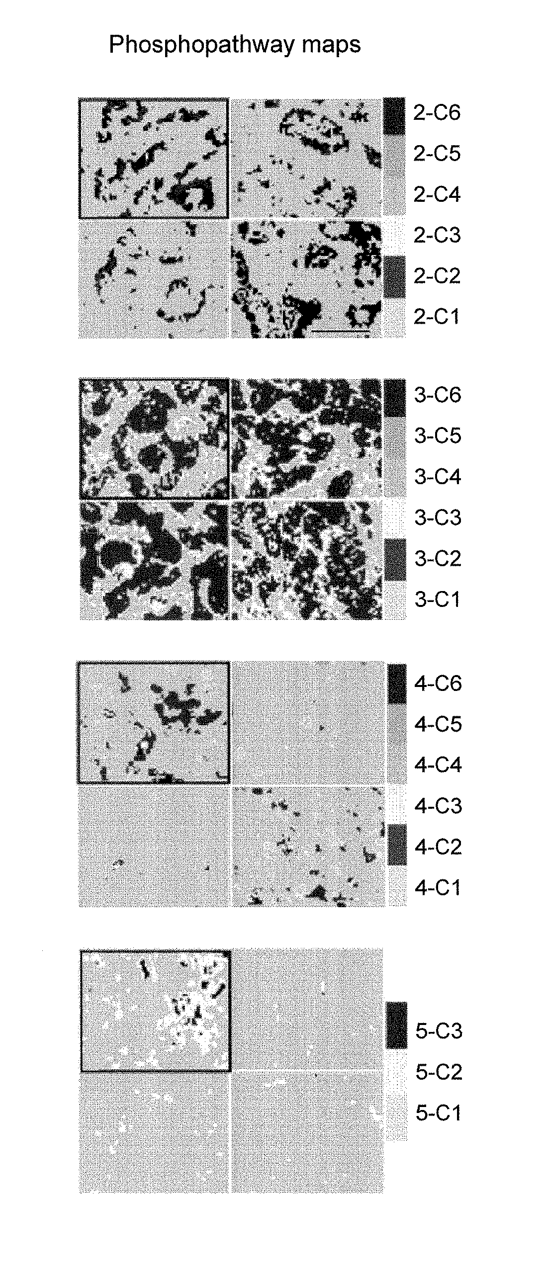 Methods, Systems, and Apparatuses for Quantitative Analysis of Heterogeneous Biomarker Distribution