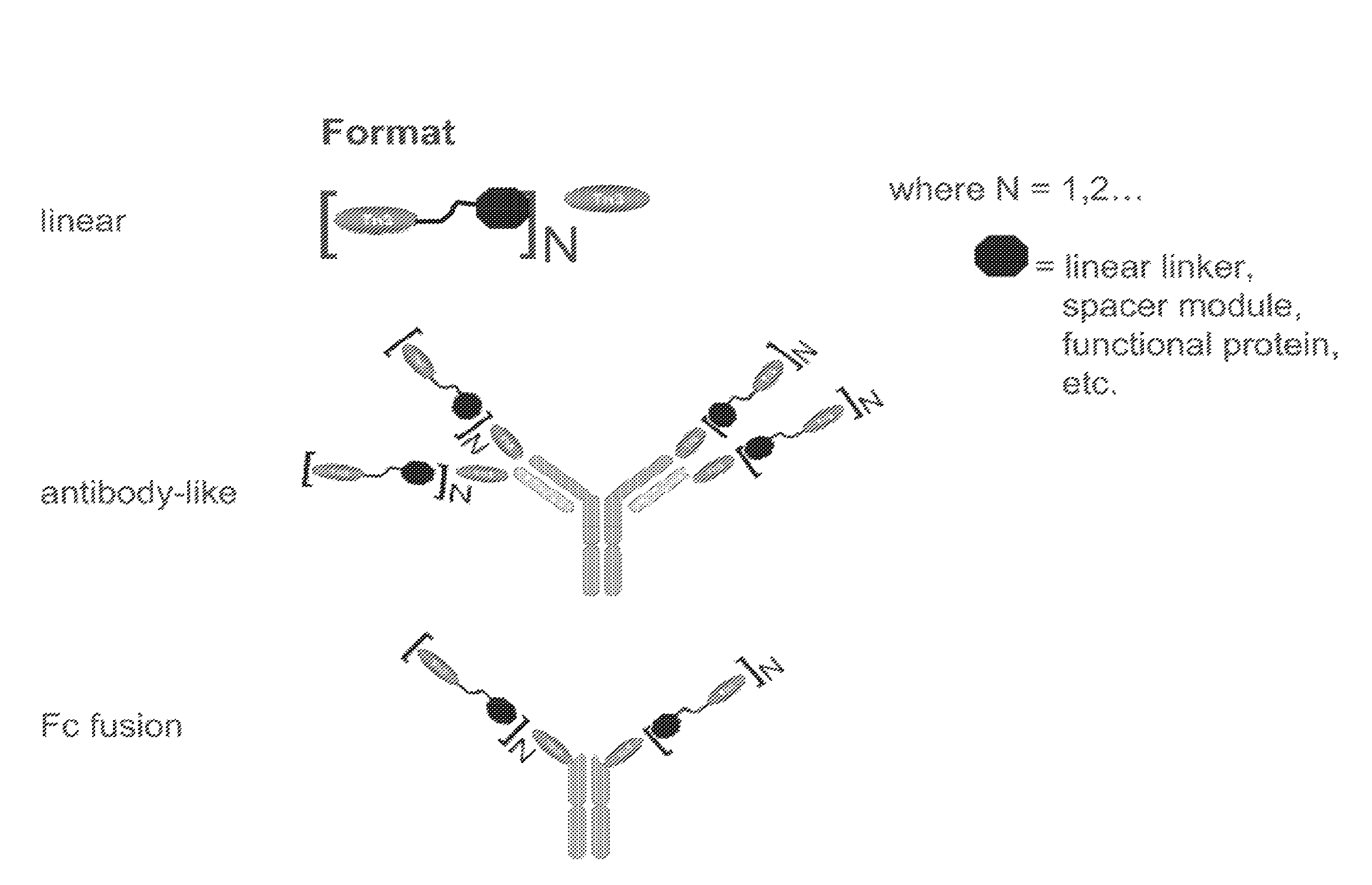 TRAIL R2-specific multimeric scaffolds