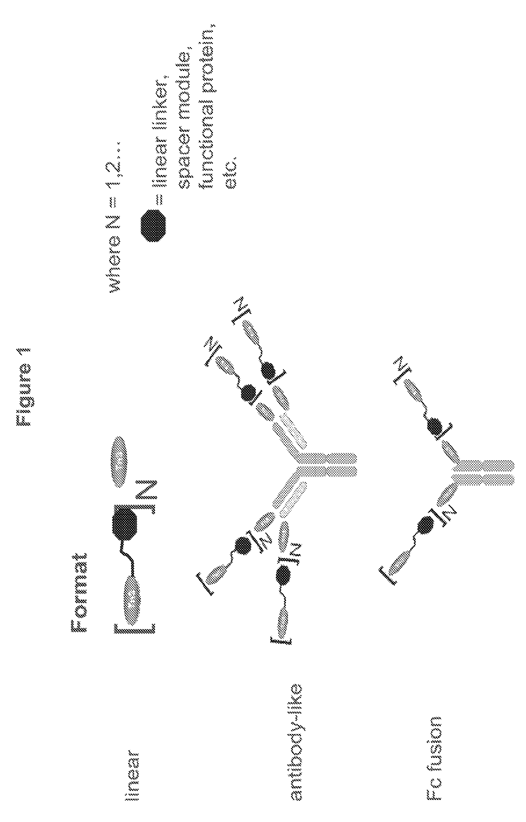 TRAIL R2-specific multimeric scaffolds