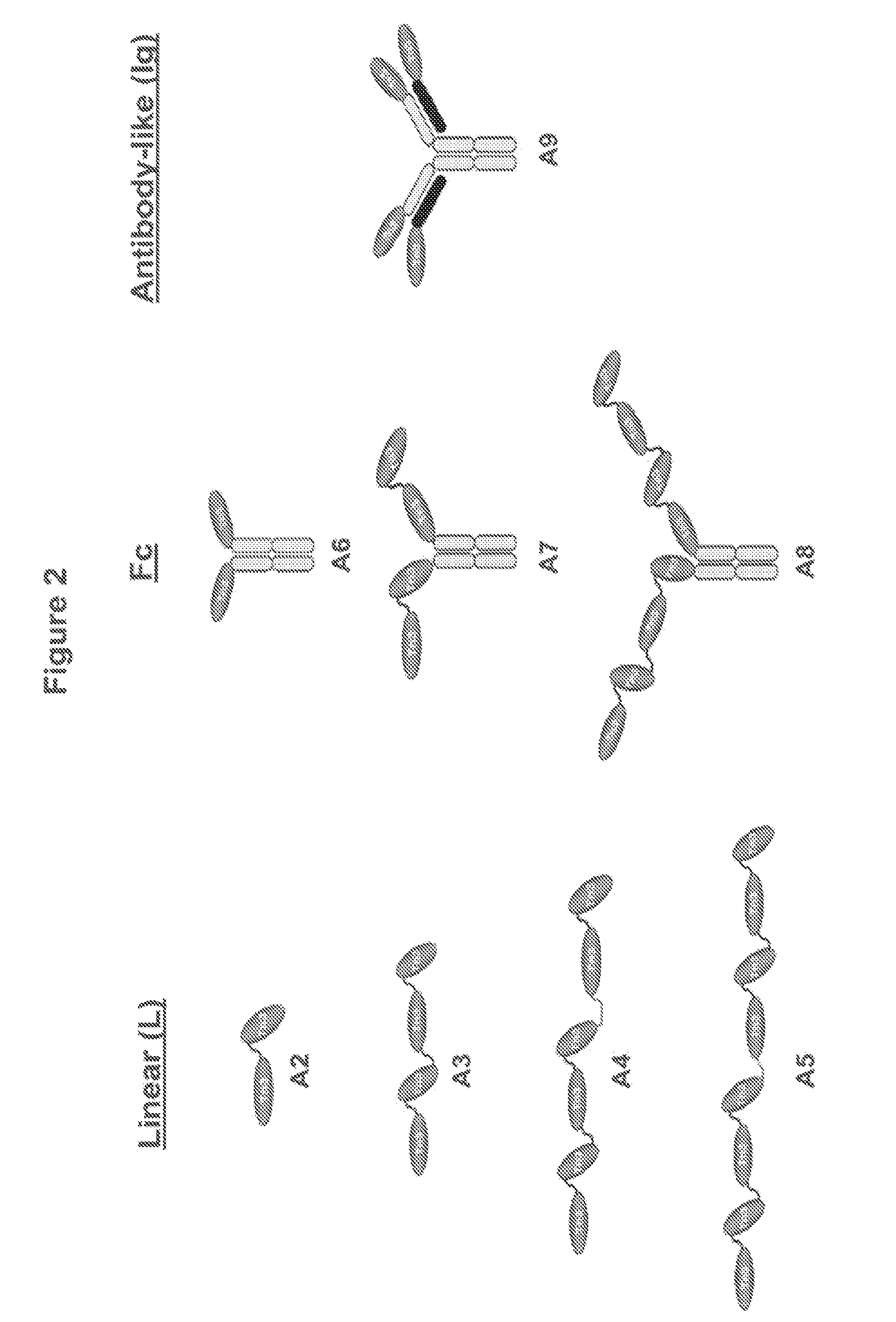 TRAIL R2-specific multimeric scaffolds