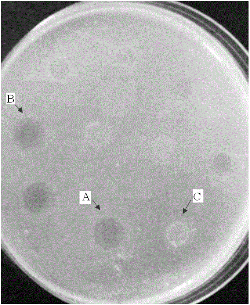 Polypeptide and lactobacillus plantarum extracellular metabolite, application thereof, method for inducing lactobacillus plantarum to produce bacteriocin and identification method