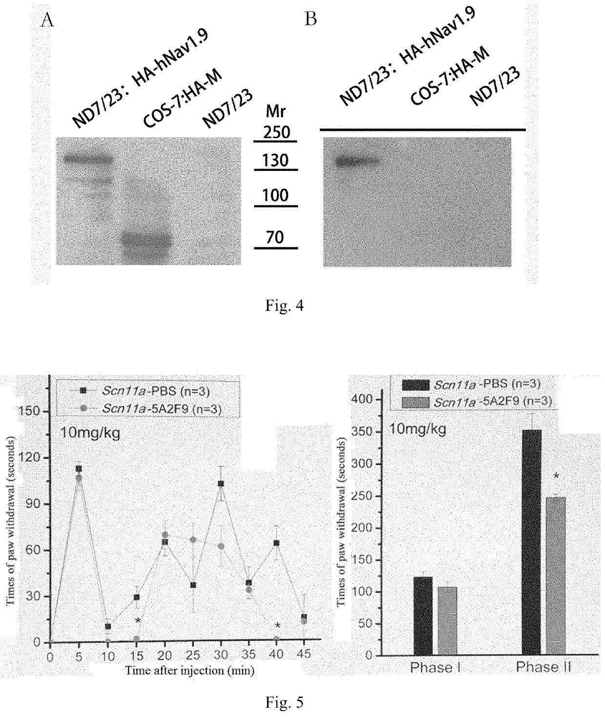 Nav1.9 target polypeptide, antibody and antibody fragment combined with same, and related pharmaceutical composition