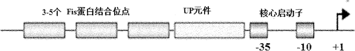 RRNA mosaic promoter and expression vector containing same