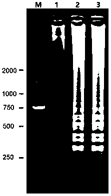 A kind of lamp primer and its kit for detecting the silkworm bipartite densovirus