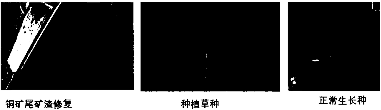 Active agriculture and forestry charcoal micro-nano composite soil conditioning agent and preparation method thereof