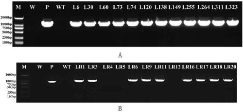 Adverse resistance related protein IbBBX24 and coding gene and application thereof